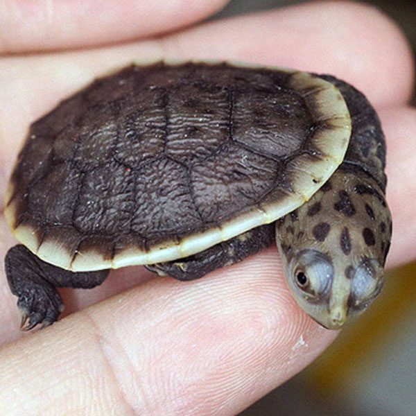 파커 뱀목 거북