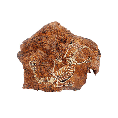 NOMOY 용각류 뼈 화석