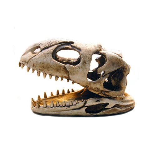 NOMOY 공룡 두골 화석
